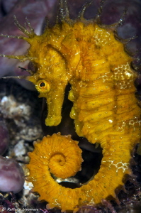 hippocampus guttulatus by Raffaele Livornese 